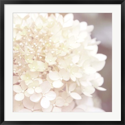 Framed Hydrangea Dream I Print