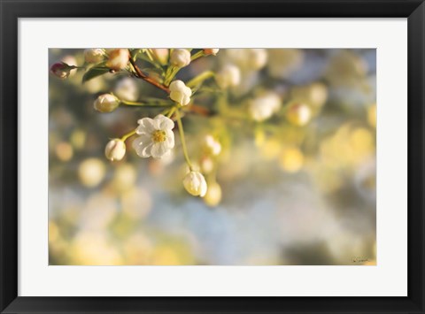 Framed Blush Blossoms II Print