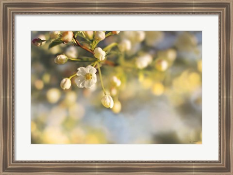 Framed Blush Blossoms II Print