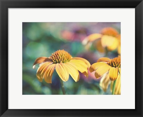 Framed Mellow Yellows II Print