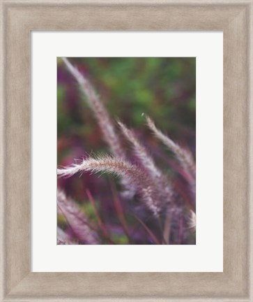 Framed Purple Plumes I Print