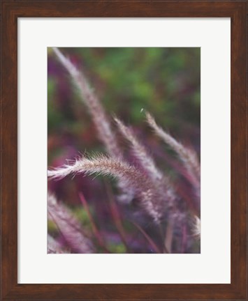 Framed Purple Plumes I Print