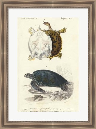 Framed Antique Turtle Duo I Print