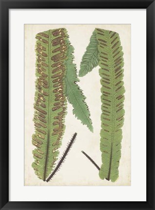 Framed Fern Family III Print