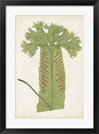 Framed Fern Family V Print