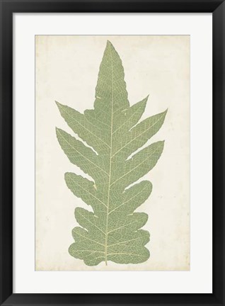 Framed Fern Family IX Print