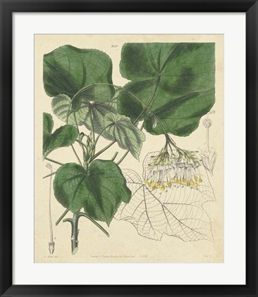 Framed Curtis Leaves &amp; Blooms I Print