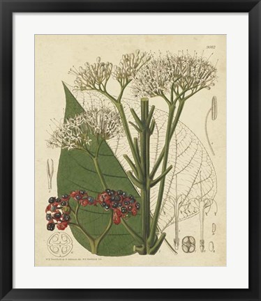 Framed Curtis Leaves &amp; Blooms II Print