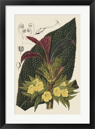 Framed Begonia Varieties II Print