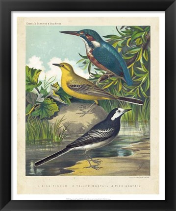 Framed King-fisher &amp; Wagtails Print