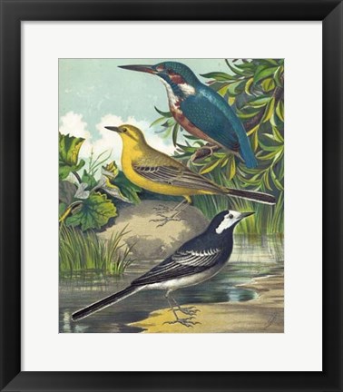 Framed King-fisher &amp; Wagtails Print