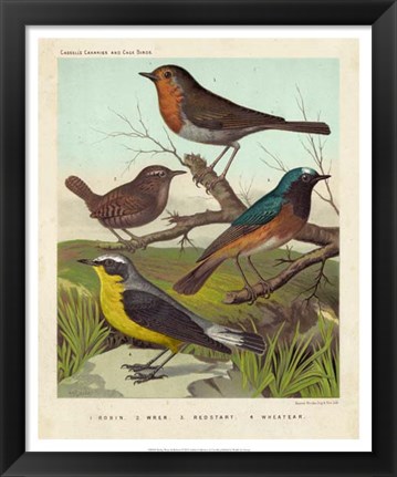 Framed Robin, Wren &amp; Redstart Print