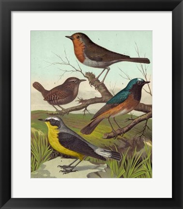 Framed Robin, Wren &amp; Redstart Print