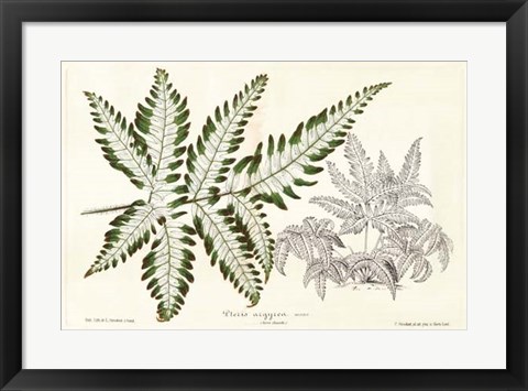 Framed Fern Leaf Foliage II Print