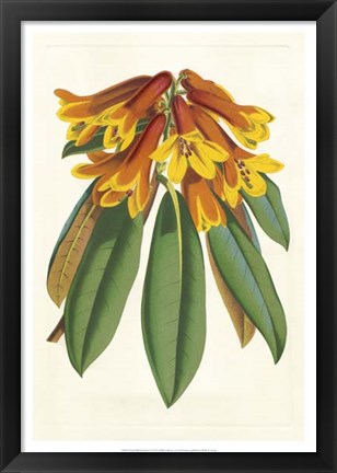 Framed Tropical Rhododendron II Print