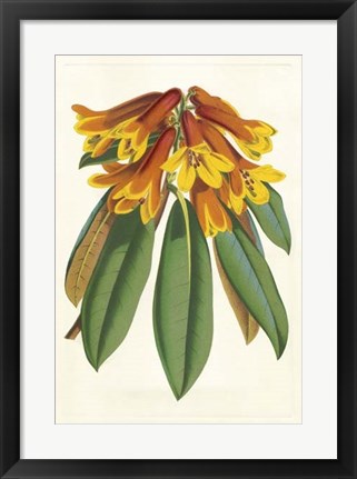 Framed Tropical Rhododendron II Print