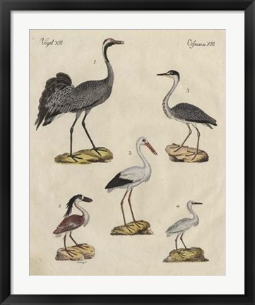 Framed Heron Classification I Print