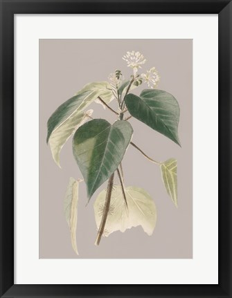 Framed Botanical Cabinet II Print