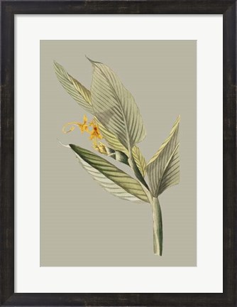 Framed Botanical Cabinet III Print