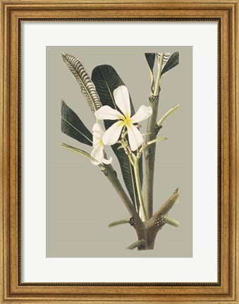 Framed Botanical Cabinet IV Print