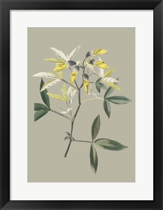 Framed Botanical Cabinet VI Print