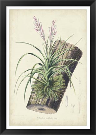 Framed Orchid Delight II Print