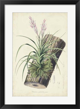 Framed Orchid Delight II Print