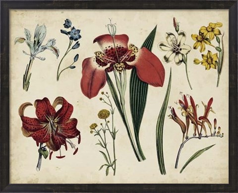 Framed Antique Botanical Chart II Print