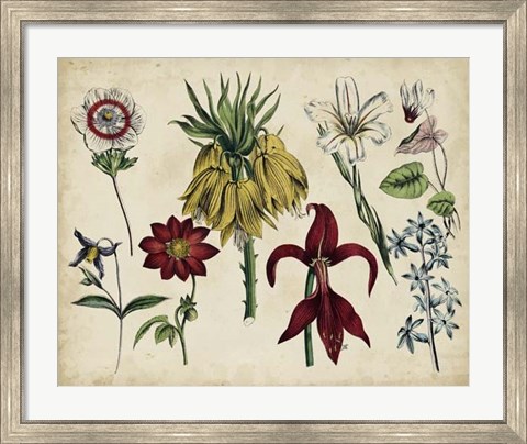 Framed Antique Botanical Chart III Print