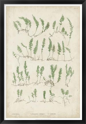 Framed Bradbury Ferns III Print