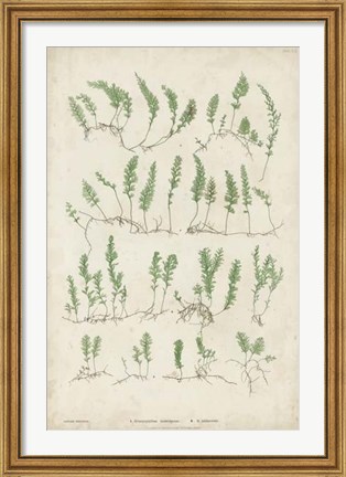 Framed Bradbury Ferns III Print