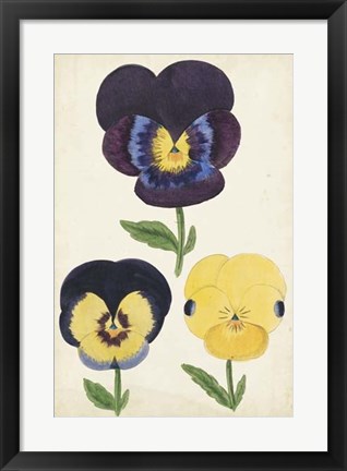 Framed Antique Pansies I Print