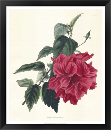 Framed Rose Hibiscus I Print