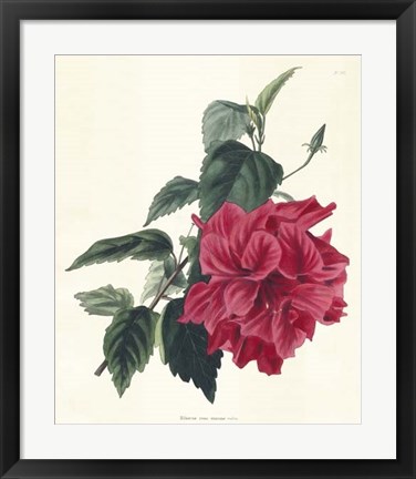 Framed Rose Hibiscus I Print