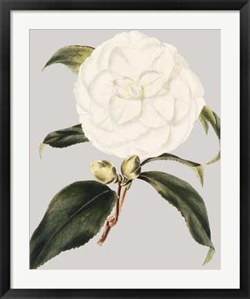 Framed Camellia Japonica I Print