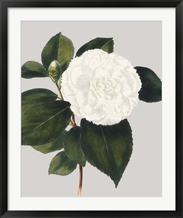 Framed Camellia Japonica II Print