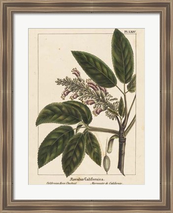 Framed California Horse Chestnut Print