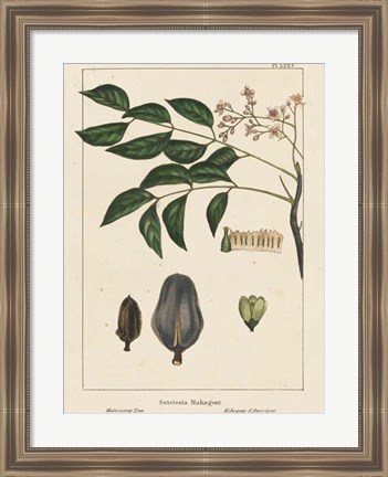 Framed Mahogany Tree Print