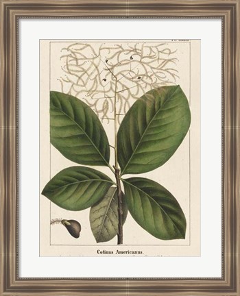 Framed Large Leaved Cotinus Print