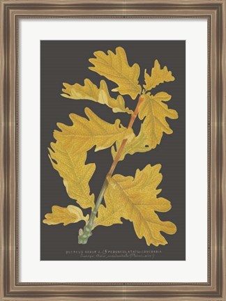 Framed Trees &amp; Leaves IV Print