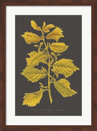 Framed Trees &amp; Leaves V Print