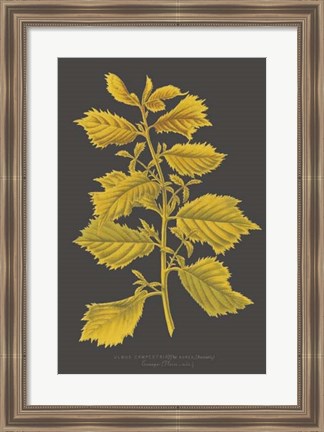 Framed Trees &amp; Leaves V Print