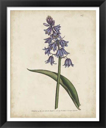 Framed Lavender Curtis Botanicals II Print