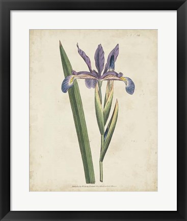 Framed Lavender Curtis Botanicals III Print