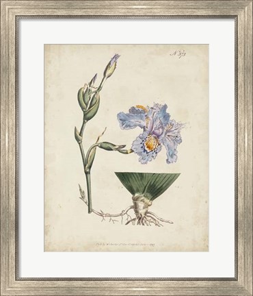 Framed Lavender Curtis Botanicals IV Print