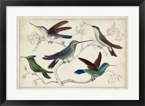 Framed Hummingbird Gathering I Print