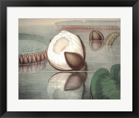 Framed Vintage Water Lily IV Print