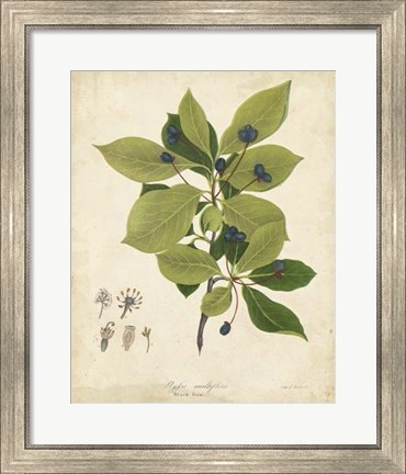 Framed Black Gum Tree Foliage Print