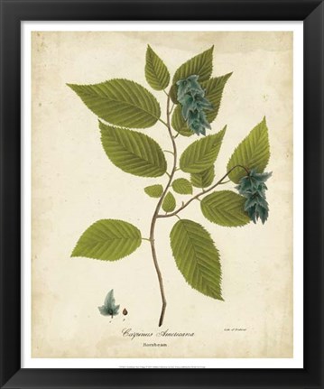 Framed Hornbeam Tree Foliage Print