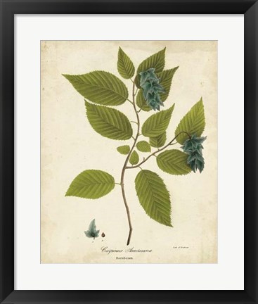 Framed Hornbeam Tree Foliage Print